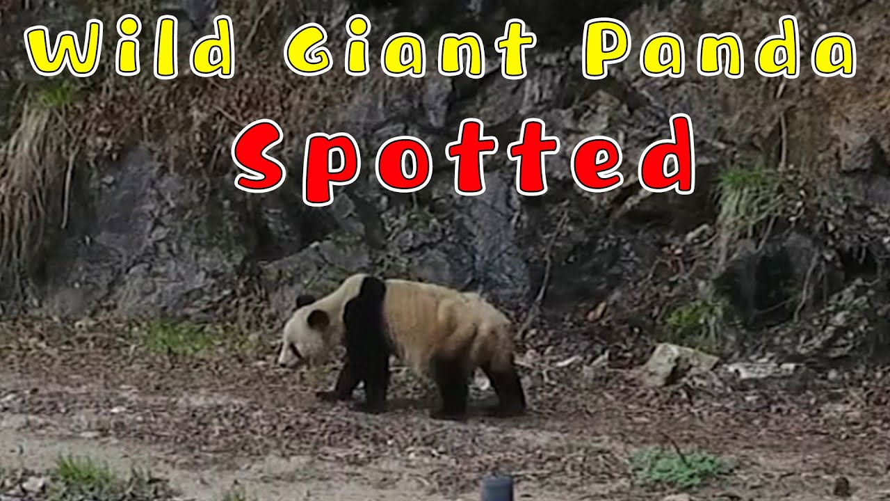 Wild Giant Panda Spotted Moving Along The Road | iPanda