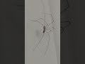 Spider tap dances up a wall. #shorts