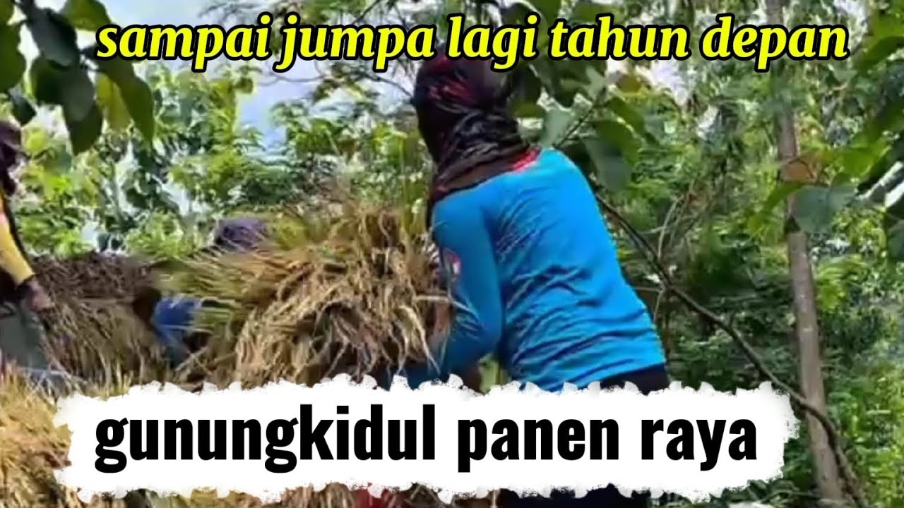 GUNUNGKIDUL PANEN RAYA PADI || SAMPAI JUMPA LAGI TAHUN DEPAN