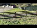 Zoomie Spins for the UPS Truck || ViralHog