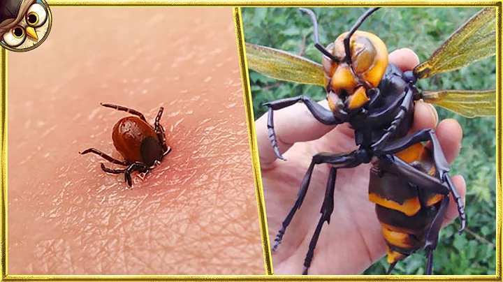 30 Most Dangerous Insects In The World - DayDayNews
