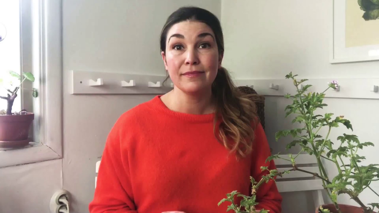 Fönsterodla tomat - sorttips bästa fönstertomaten ,  hur du odlar tomater i fönstret och sådd