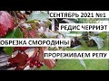 Сентябрь 2021 серия №1. Обрезка смородины. Редис "ЧЕРРИЭТ".