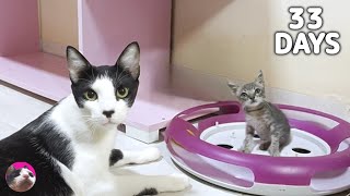 How a rescued kitten grows up without a mother cat from:0-33 days "The Story of the Talking Cat Rio"