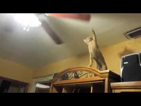 Мем с котом я бык