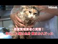 【虐待】悪質繁殖業者から猫救出!虐待飼育の実態に迫る