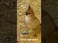 kicau burung endemik #bird #burung