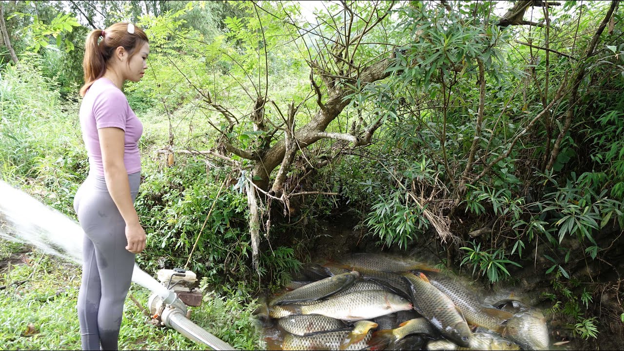 Fishing video - Harvest Fish, Catch A Lot Of Fish In The Wild Lake ...