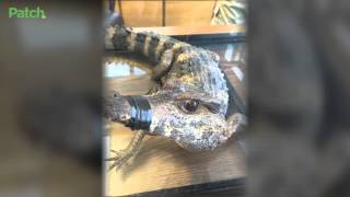 'Very Aggressive' Crocodile Found in Parking Lot on Long Island