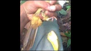 Download Suara Pikat Cucak Jenggot MP3_jossssssss