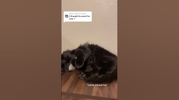 What is Cat Crack Catnip?