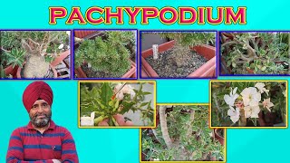 Pachypodium Species |