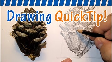 How to Draw a Pine Cone - Drawing QuickTip