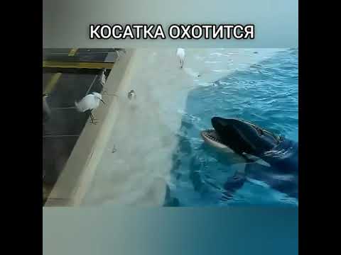 Хитрая Косатка Охотится