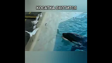 Хитрая Косатка Охотится