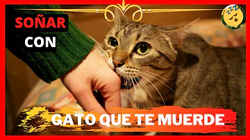 ¿Qué significa que el amor de un gato te muerda?