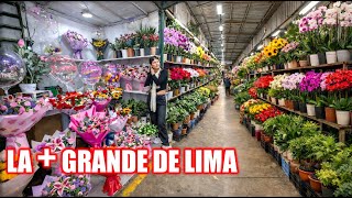 The largest exotic flower market in Peru 2026.
