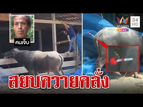 ควายคลั่งขวิดเจ้าของไส้ไหล เจ็บอีก 4 ยิงยาสลบสยบ ปศุสัตว์ปีนหนีเกือบตาย | ทุบโต๊ะข่าว | 16/03/66