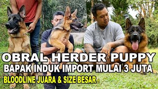 Obral Anak Anjing Herder Bapak Induk Import  MULAI 3 Juta !!!