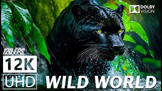 Wild World Dolby Vision ™ - 12K Живописный Релаксационный Фильм С Успокаивающей Музыкой