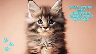 Meet Ethan: 100% European Maine Coon Kitten Available for Adoption 🐾😺 #cat  #mainecoon  #catfacts by European Maine Coon Kittens by MasterCoons Cattery 191 views 1 month ago 2 minutes, 15 seconds
