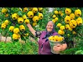 Harvesting A Lot of Large Quince and Making Jam and Cake for Winter!