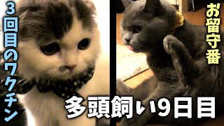【多頭飼い9日目】3回目のワクチン、お留守番の先輩