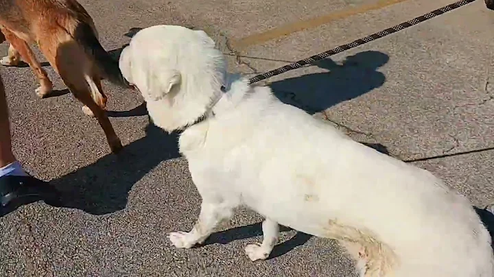 A2046417 Honey and A2047380 KK temp test 1