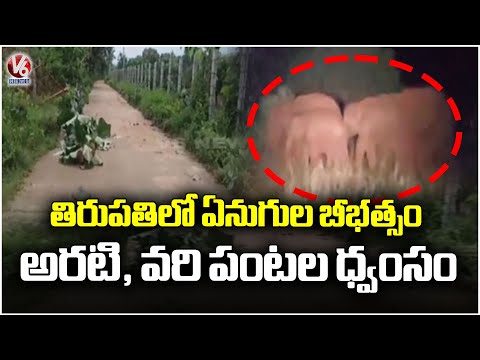 Tirupati Elephant Incident : Elephants Destroyed Wheat And Banana Crops | V6 News - V6NEWSTELUGU