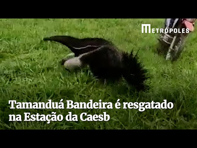 Tamanduá-bandeira é resgatado de casa no Entorno do DF - Notícias