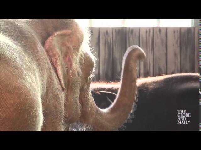 Rare white elephant discovered roaming wild in Burmese jungle