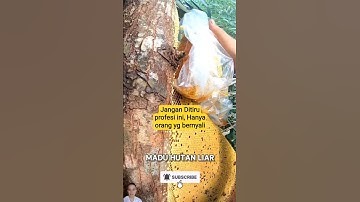 Pemburu lebah madu hutan liar Dapat Madu Super😱‼️ auto cuan #peternakmillenial #maduhutanliar #madu