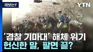 [제보는Y] 70여 년 역사 미래유산 서울 경찰기마대.…