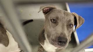 acs A665369