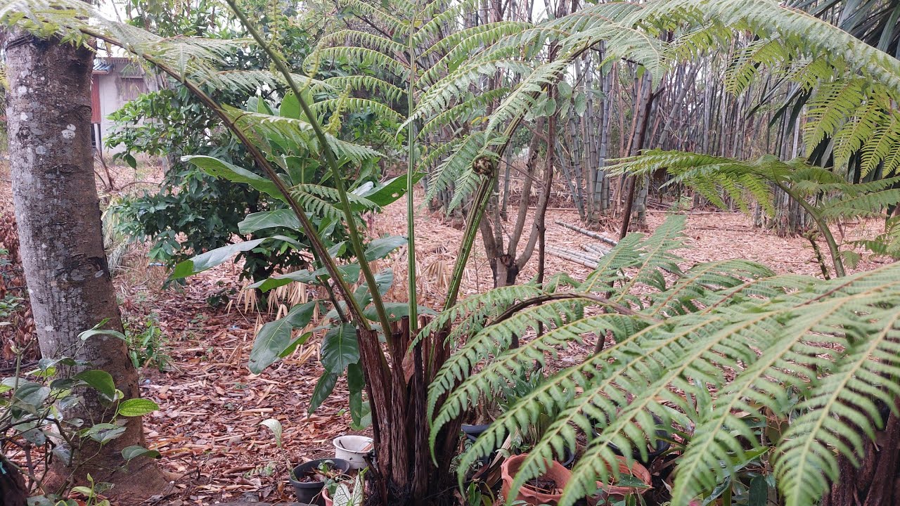 ทรีเฟิร์น 