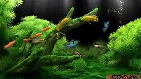 Beryl on Ubuntu Edgy: Into the Aquarium!