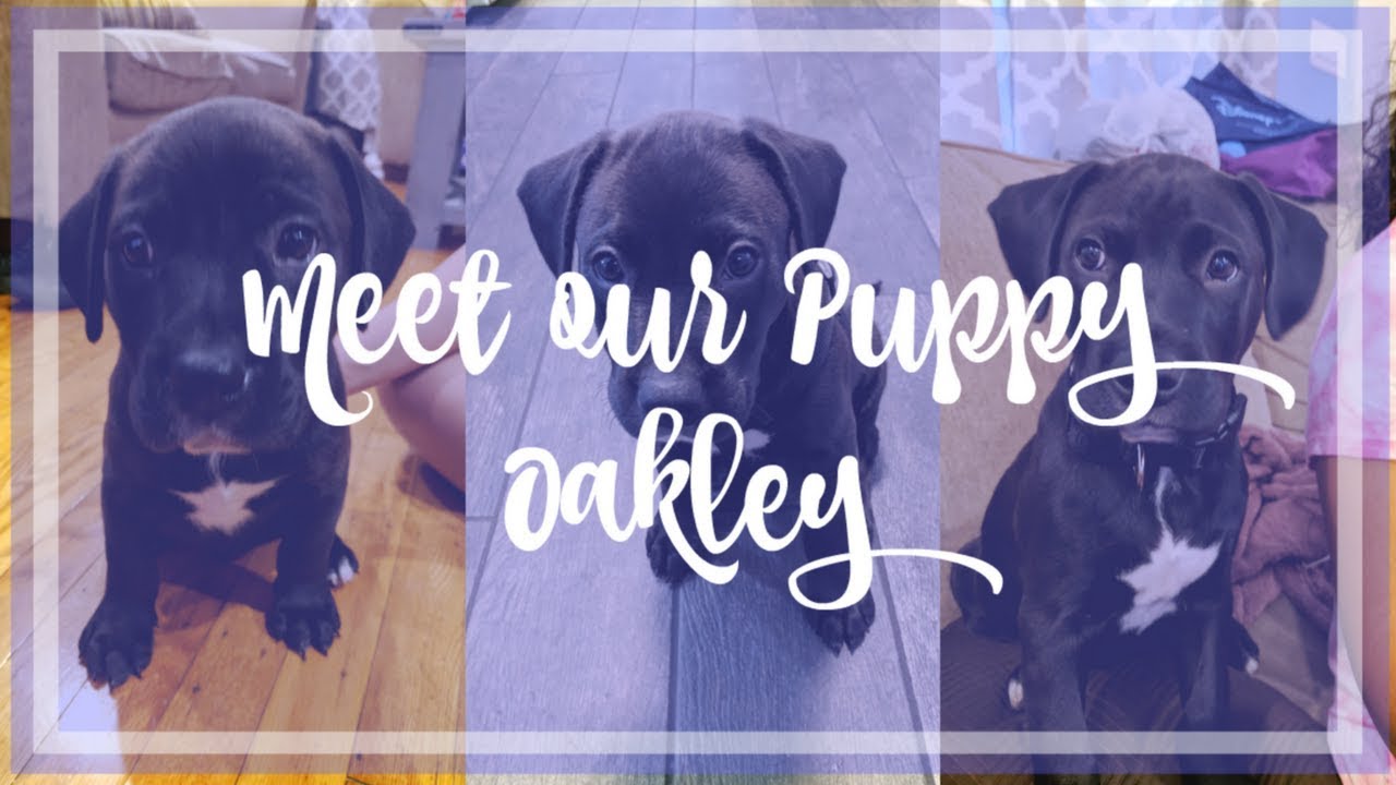 WE ADOPTED A PUPPY! | MEET OAKLEY OUR LAB MIX BABY