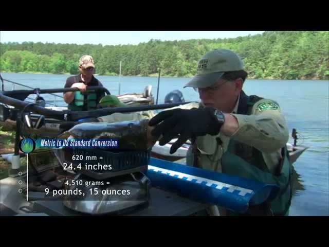 Watch Cedar Lake Management and Texoma Blue Catfish on YouTube.