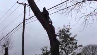 Parker Tree Service Tree Removal 1-13-15