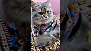 Chalao Na naino se ban……Re #shortvideo #coco ptl