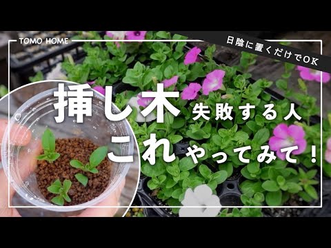 【もう失敗しない！】必ず成功する挿し木の方法を紹介【日陰に置くだけ】