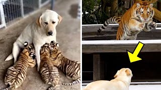 Download lagu Dog Raises 3 Tiger Cubs, But Years Later, Something Unexpected Happened!