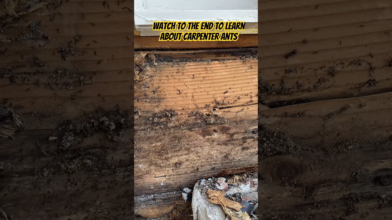 How to identify and remove carpenter ants 