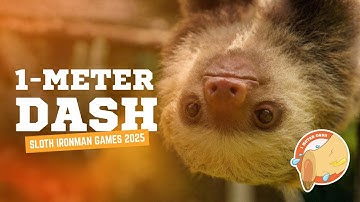💨 FIRST GAME: 1-Meter Dash | 2025 Sloth Ironman Games