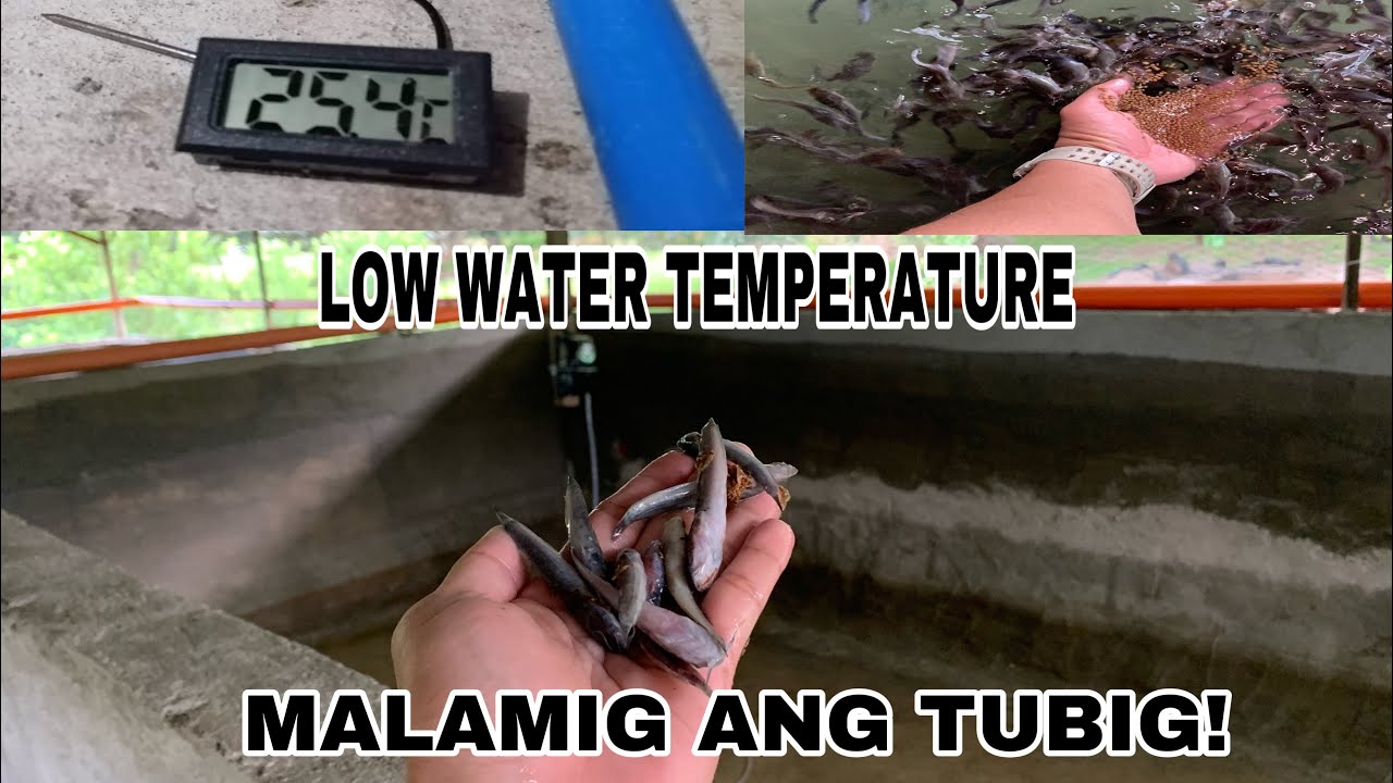 Maraming Namamatay? Nanghihina? Ano kaya ang Problema?At Ano Kaya Ang Dapat Gawin - 09636319471