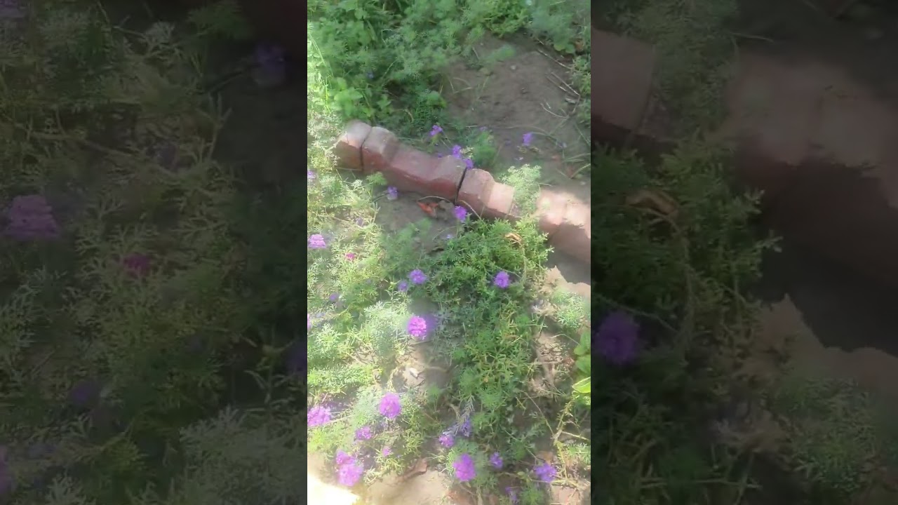 ورد الفربينيا او المينا الزاحفة ⚘️جنتي حديقتي⚘️