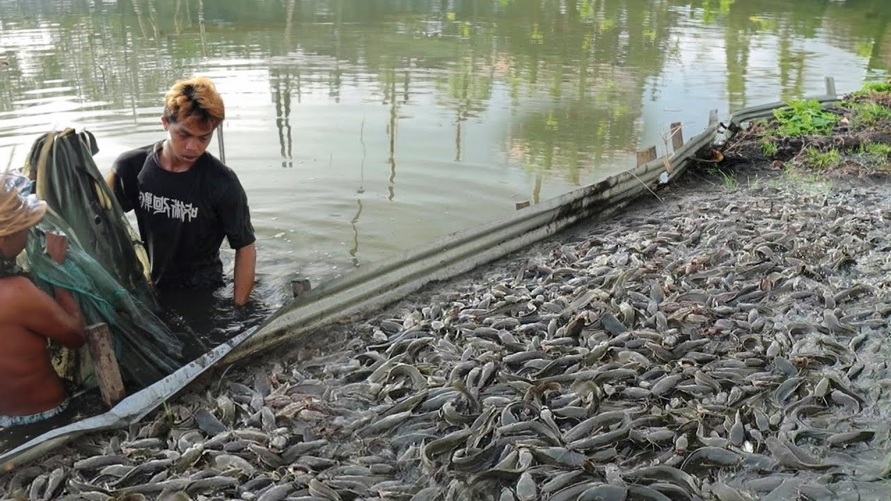 Millions of Profit, Amazing Catfish Farming Harvesting Goldfish & Releasing Thousands of