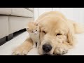 Golden retriever and baby kitten become best friends at first meeting