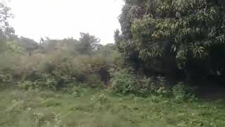 13 Acres Mango plantation for sale in Hassan