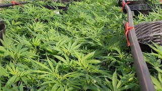Plants, Plants Everywhere At The Farm